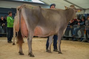 Champion Jongleur Joya 9